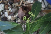 <strong>Psychotria forsteriana - Ramon, Laurence - 71</strong><br />© Ramon, Laurence